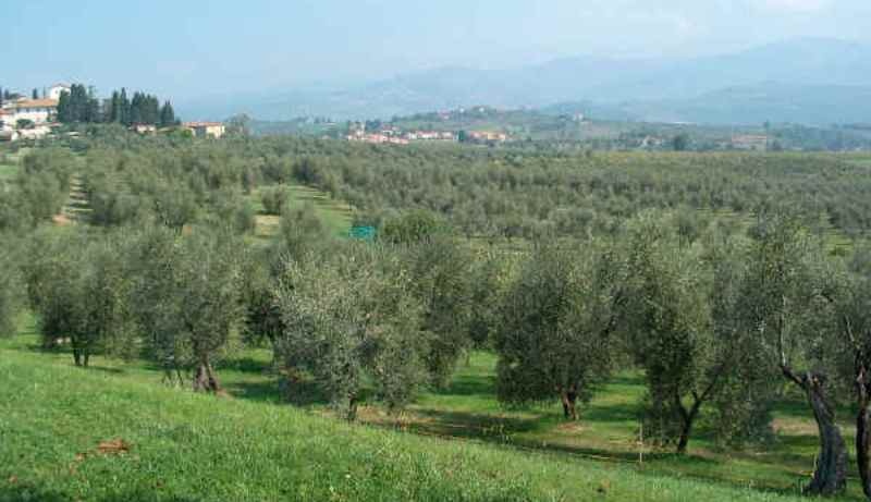 Pas de Xylella fastidiosa en Toscane : Feu vert du Gouvernement italien à l’exportation de plantes (en Corse ?)