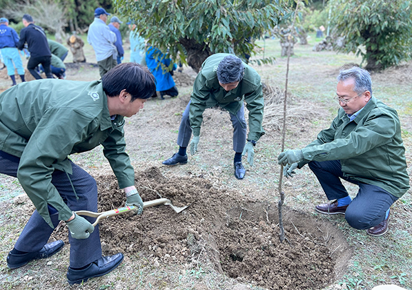plantation de chataigniers au japon