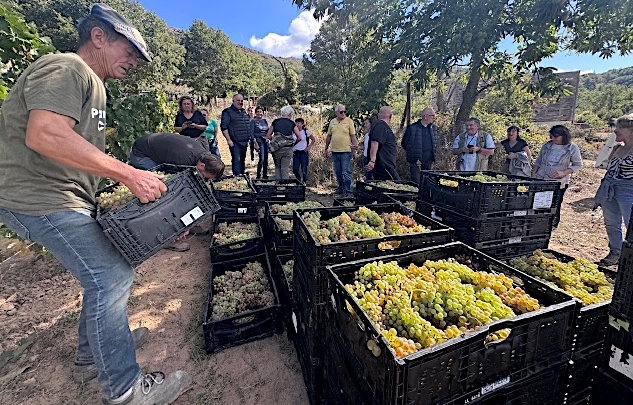 Pioggiola - Des vendanges à près de 850 mètres d’altitude