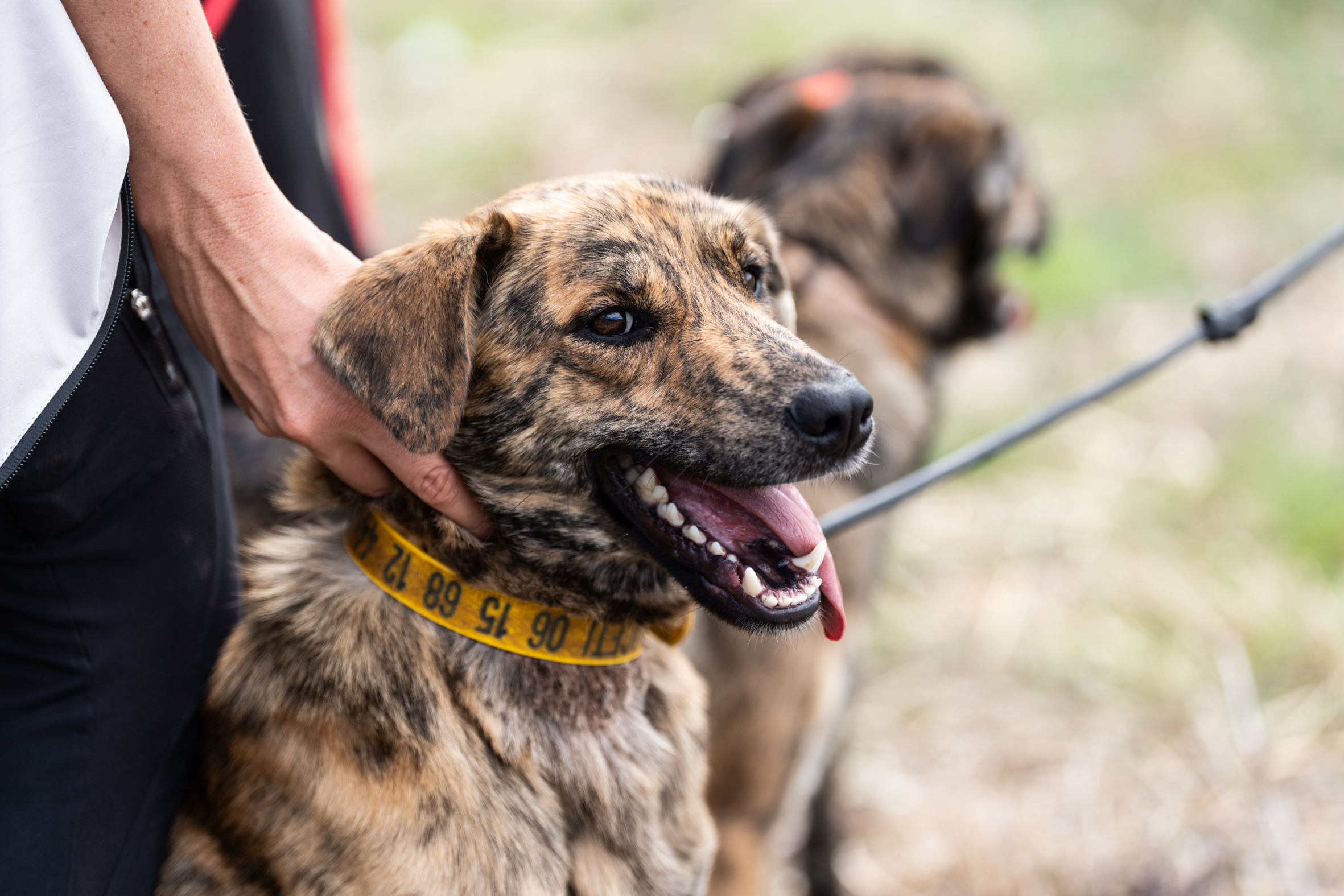 EN IMAGES - À Appietto, le cursinu mis à l'honneur