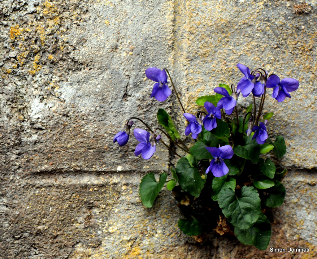 Serra-di-Scopamèna : Une jolie rencontre