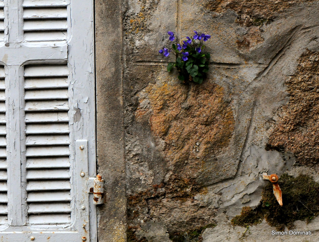 Serra-di-Scopamèna : Une jolie rencontre