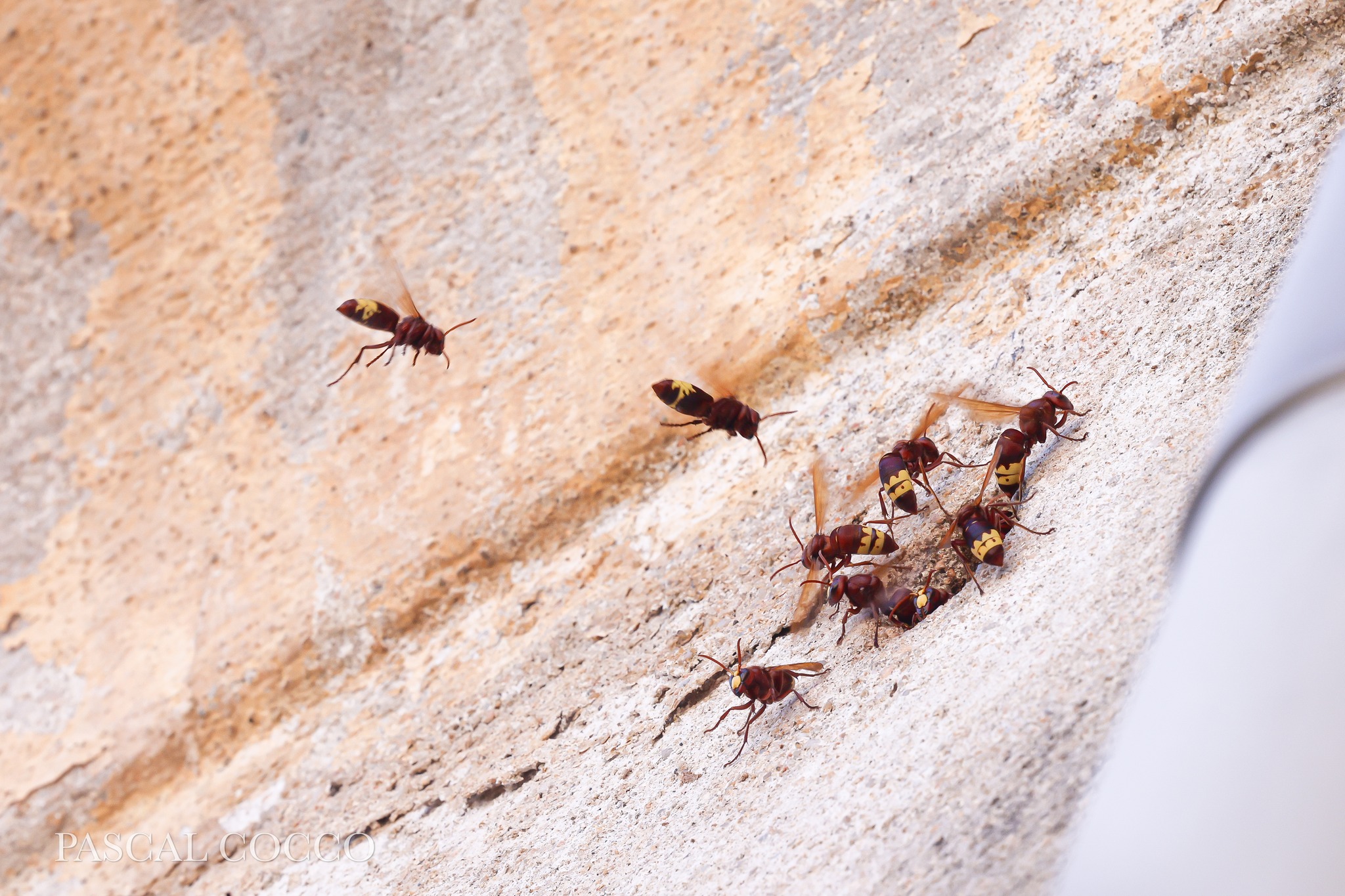 Les frelons orientaux découverts à Ajaccio (Crédit : Pascal Cocco)