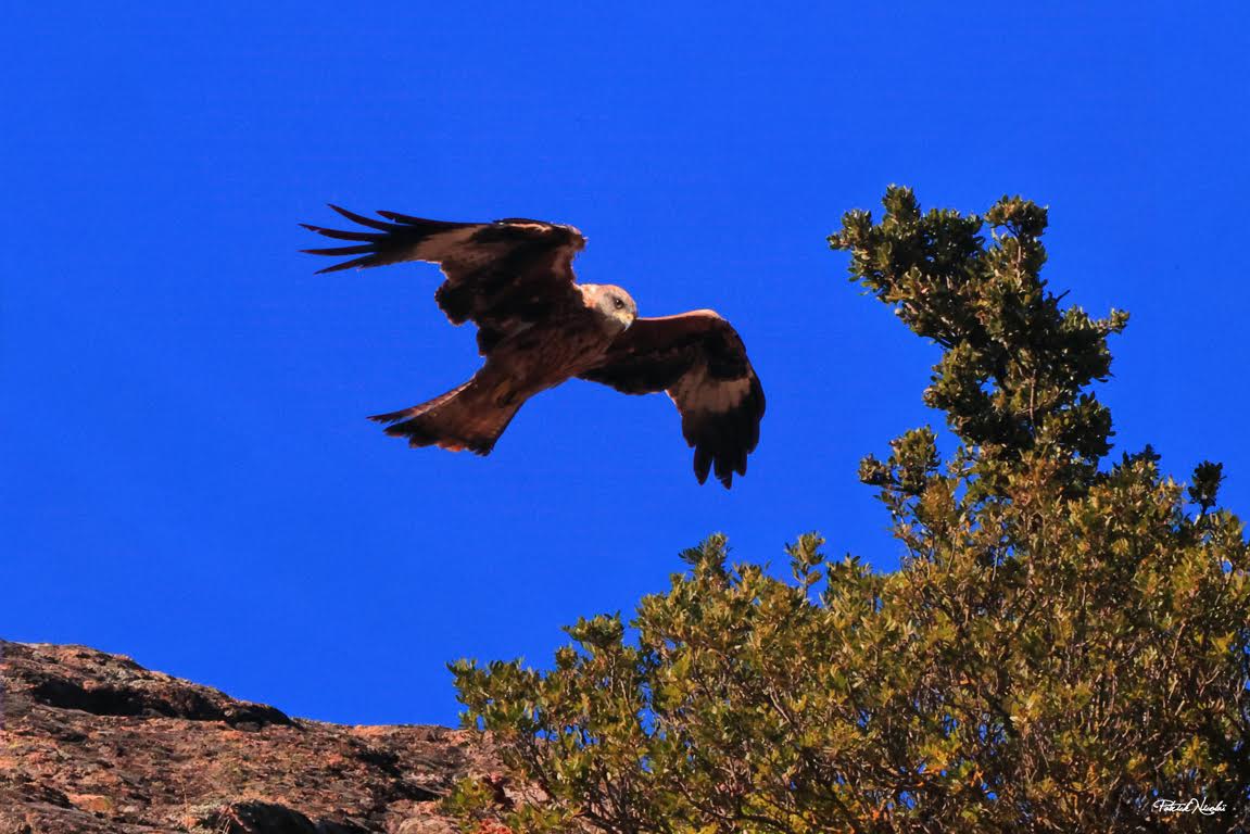 A màghjina - U filanciu Carbinesu