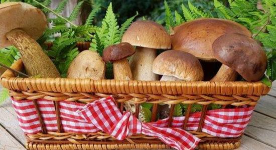 Tout tout tout vous saurez tout sur les champignons ces 25 et 26 octobre à Bastia.