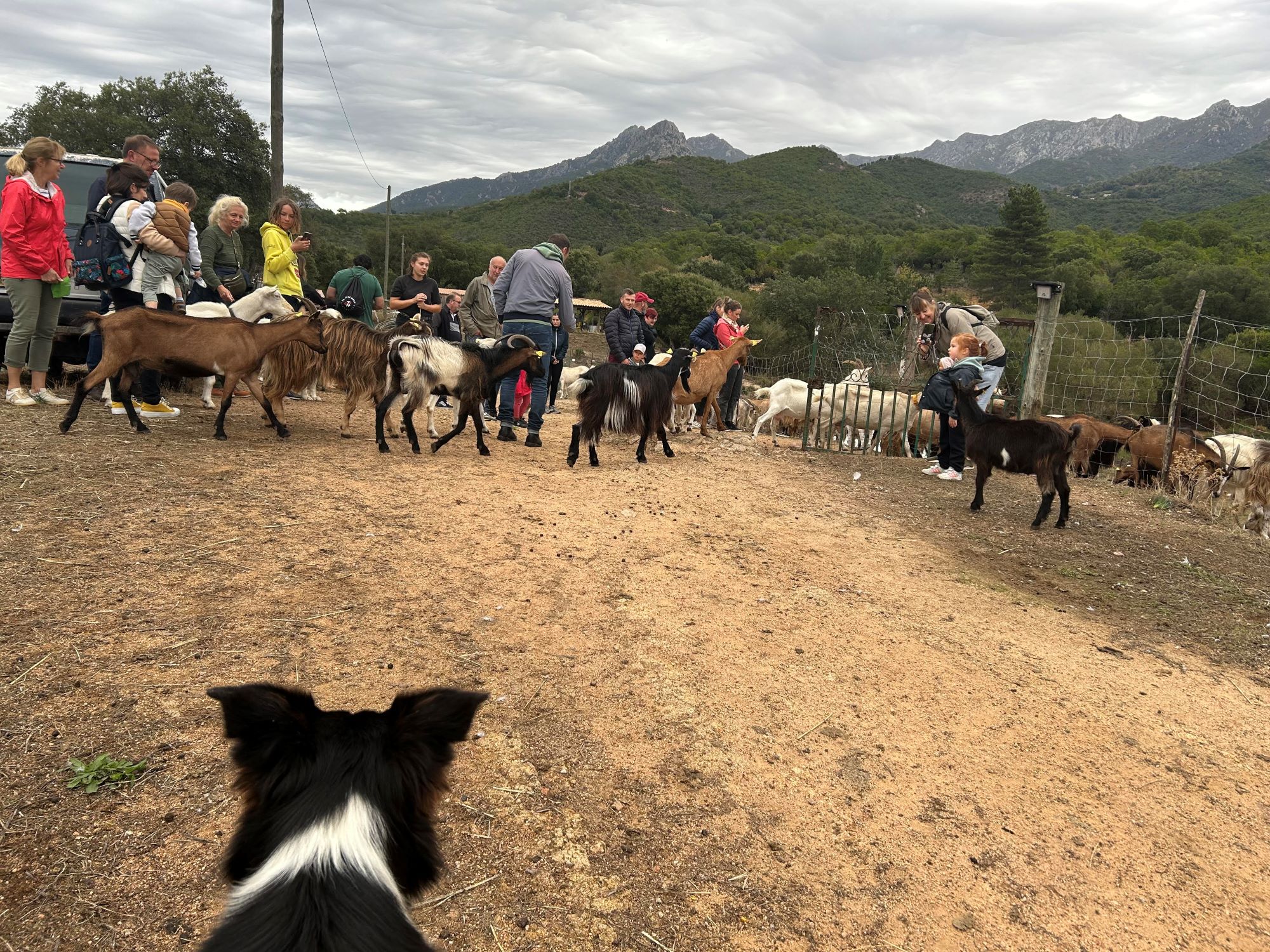 À Peri, Géraldine Gavarini nous ouvre les portes de sa bergerie "Capra" au coeur de l'automne
