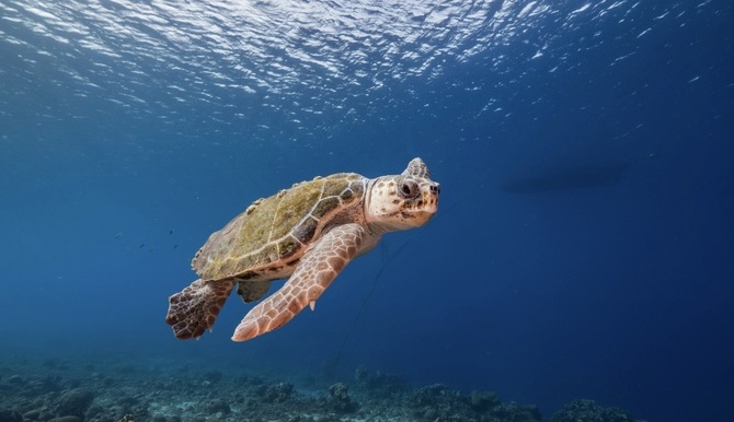 Crédit : Association Cari