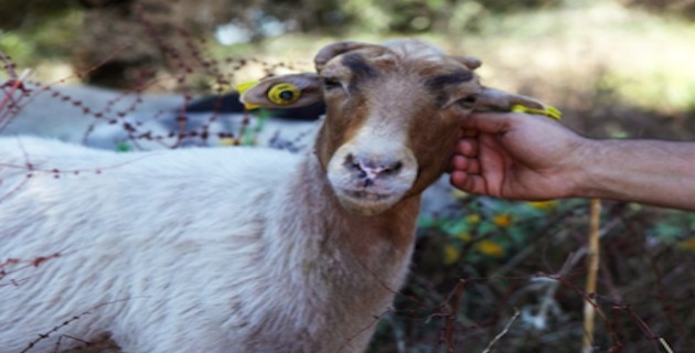 Aleria : Vente d'agnelles destinée aux bergers de Corse 