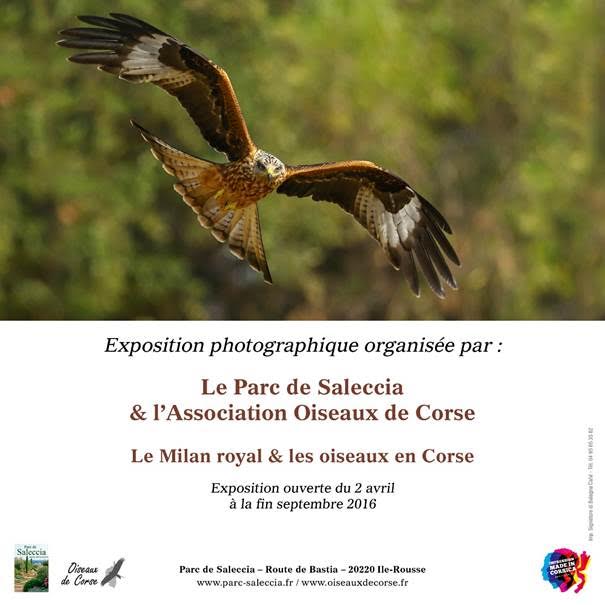 L'Ile-Rousse : ‘’ Le Milan royal et les oiseaux en Corse’’ s'exposent au Parc de Saleccia