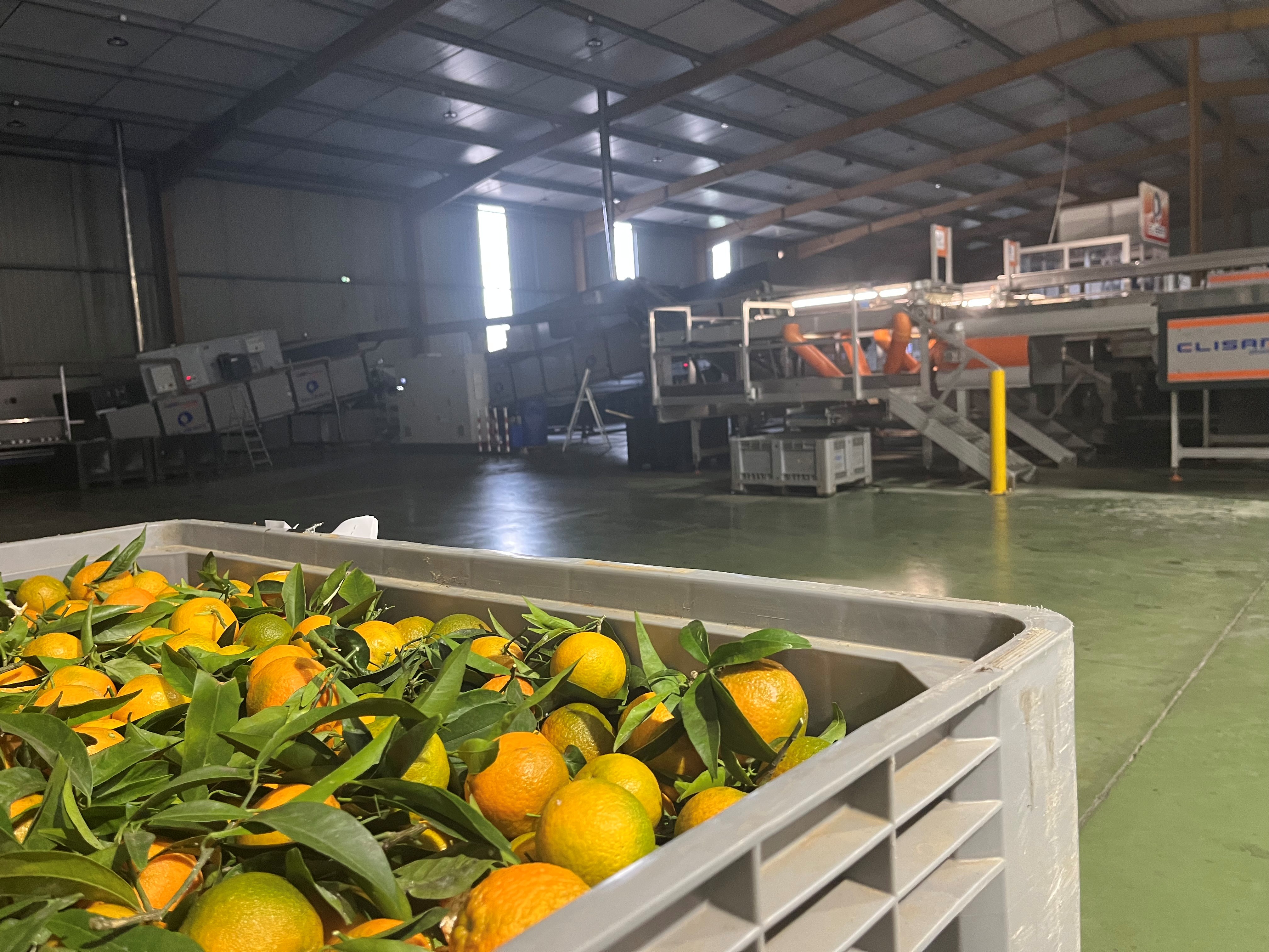 clémentine corse, logistique, bac pro, lycée Sainte-Marie, Gard, Coopérative Agricole du Nord de la Corse, récolte, distribution, IGP, savoir-faire, filière agricole, fruits, transport, export, insularité, contrôle qualité, production, délais, cueillette, terminale logistique