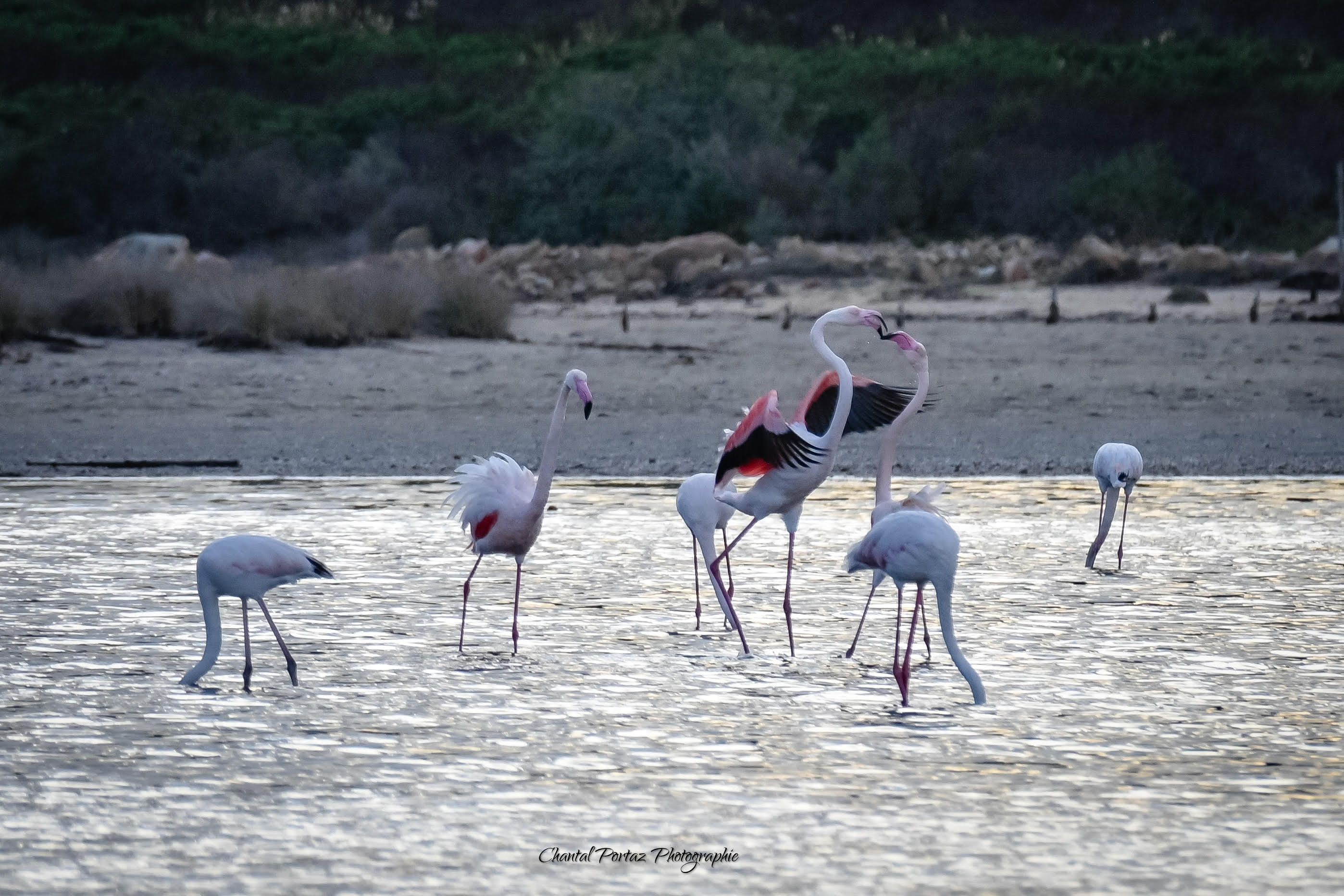 A màghjina - Baruffa in Santa Ghjulia