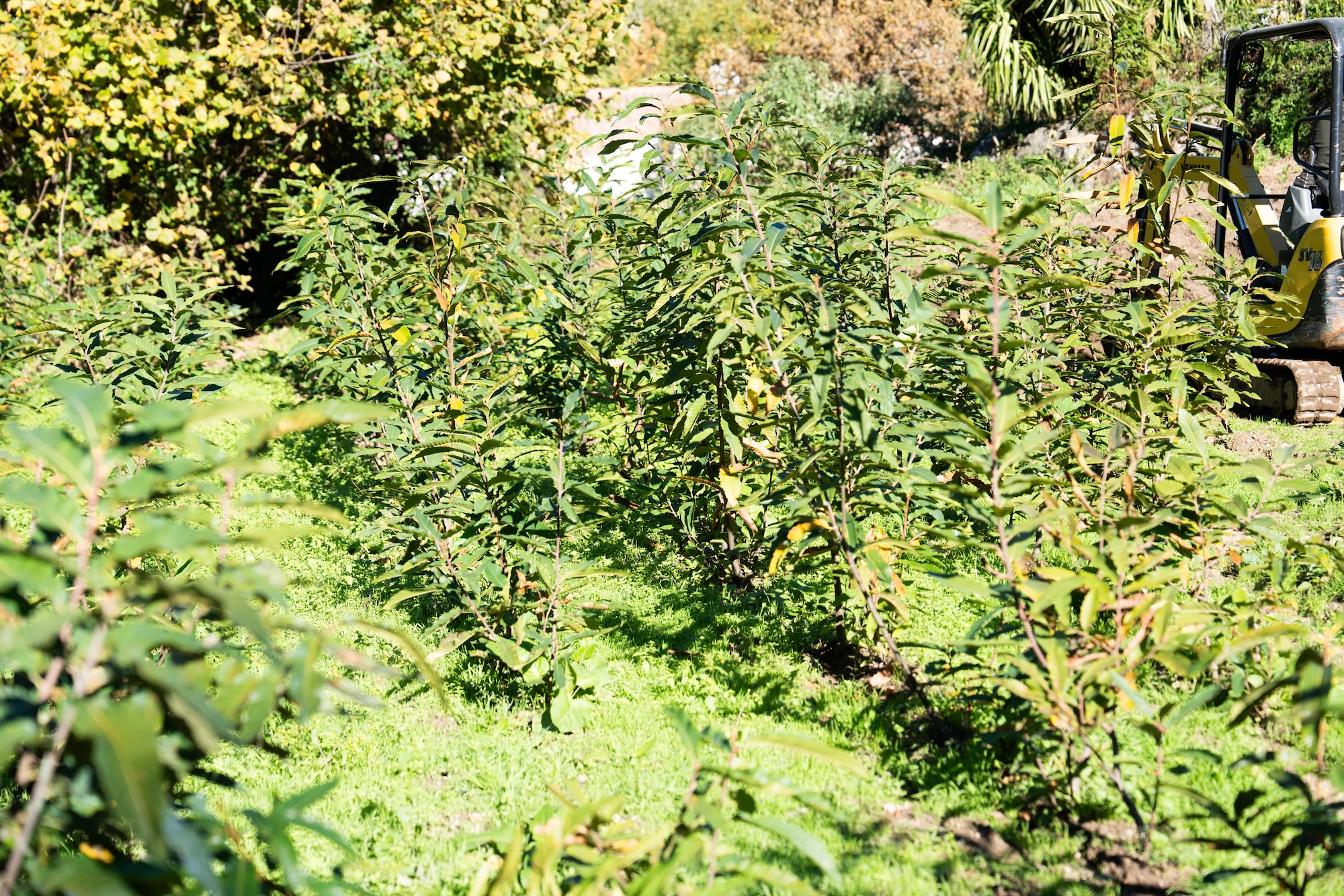 Les jeunes châtaigniers de Bocognano prêts à prendre racine