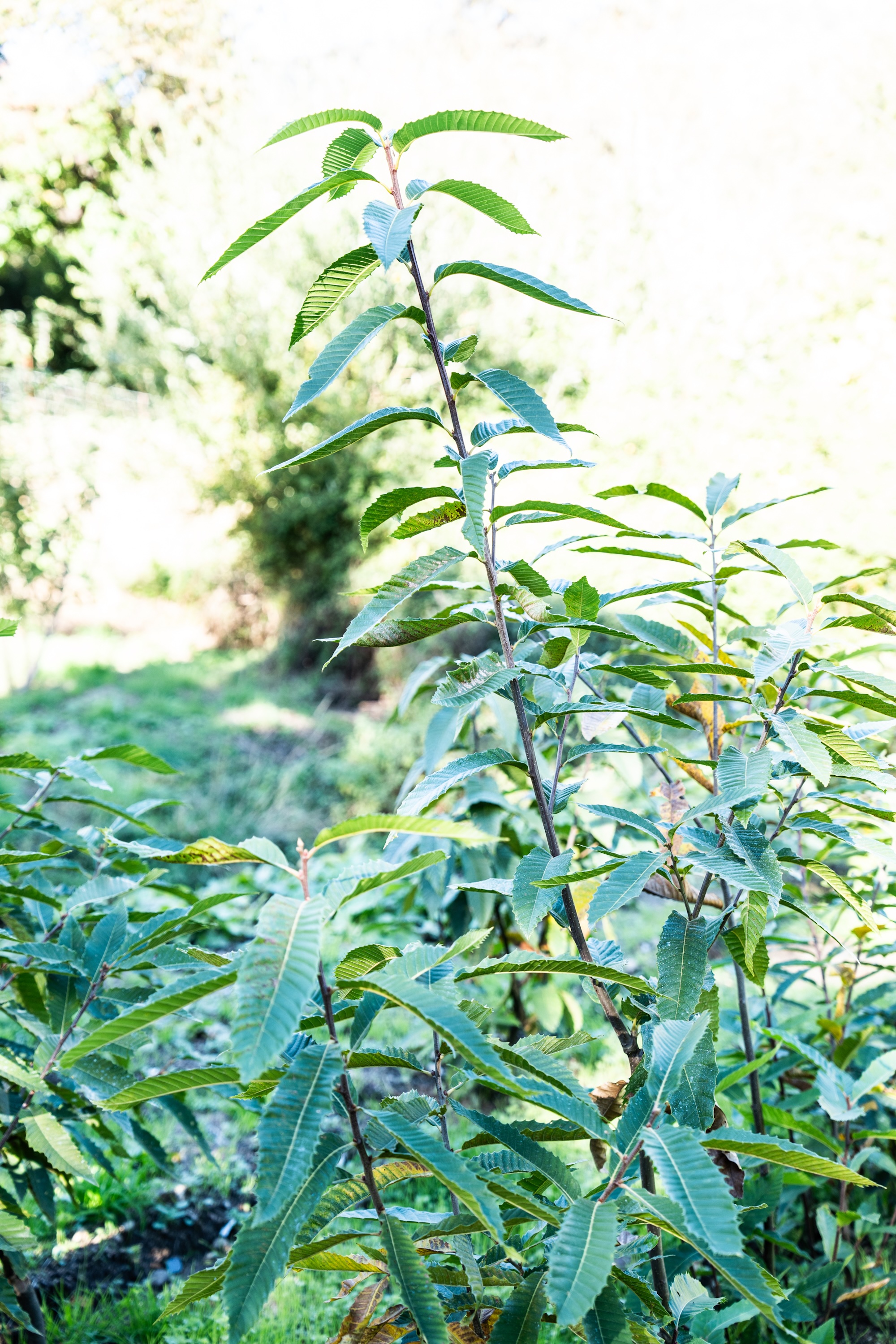 Les jeunes châtaigniers de Bocognano prêts à prendre racine