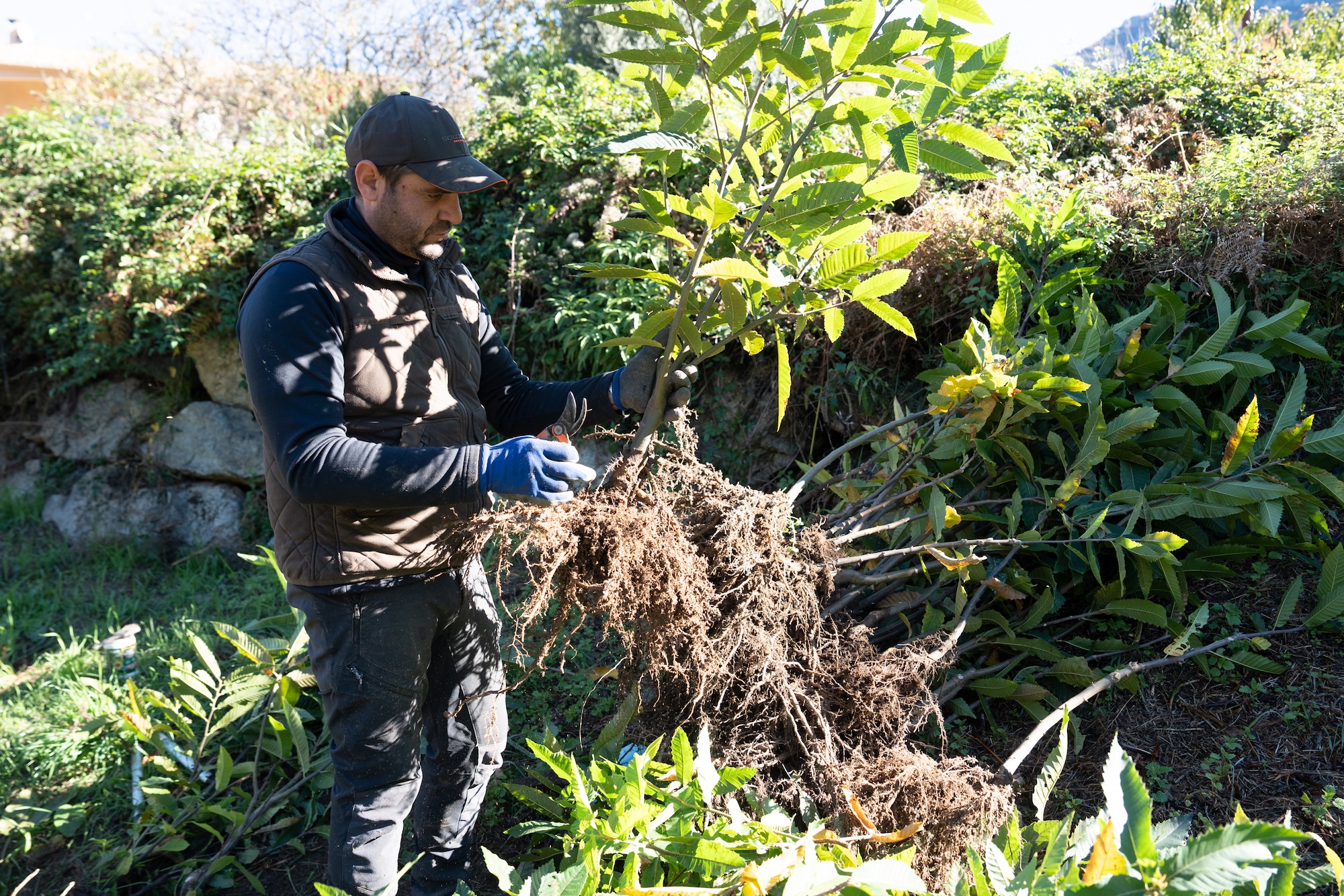 Les jeunes châtaigniers de Bocognano prêts à prendre racine