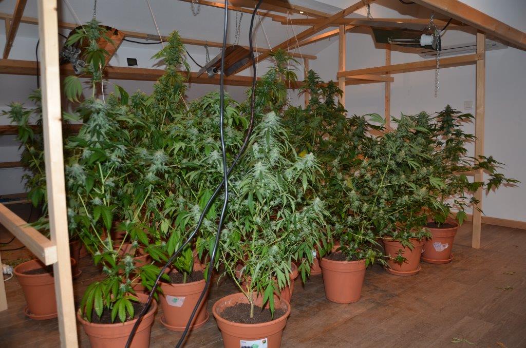 Les pots de cannabis  étaient cultivés dans un appartement de Bastia