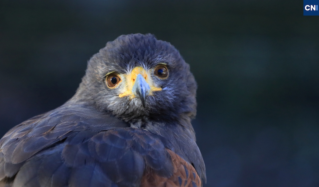 (Photos : Archives CNI -Michel Luccioni)