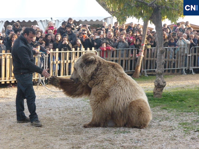 Ni Shadow l'ours brun ni les rapaces du dresseur aveyronnais ne seront présents sur le Marché de Noël d'Appietto.