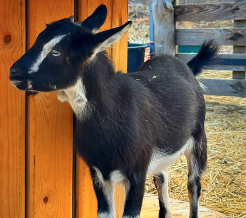 À Feliceto, un élevage rare de chèvres miniatures