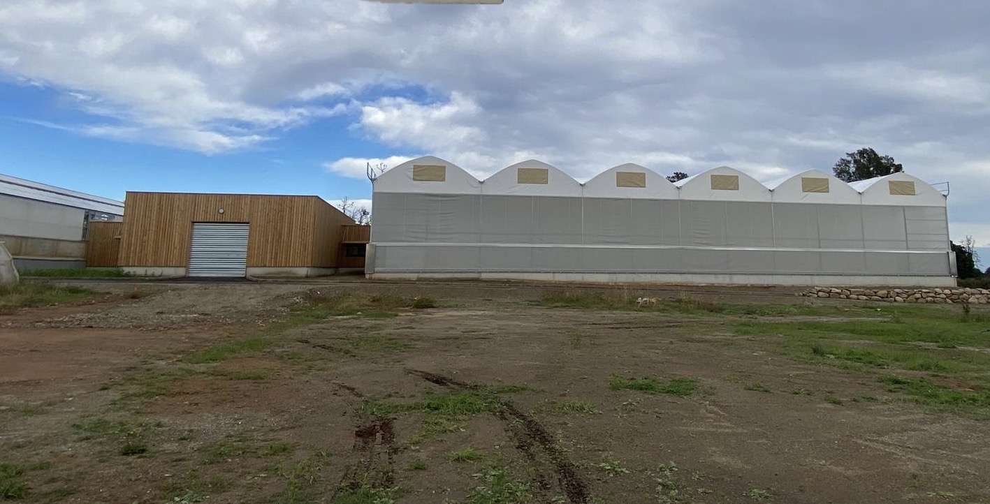 INRAE de San Ghjulianu - Préserver les variétés d’agrumes pour les générations futures