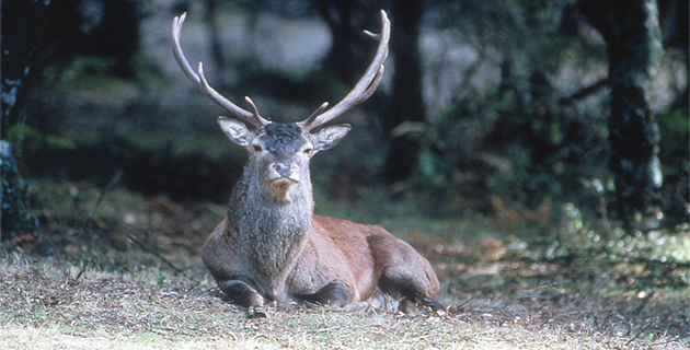 Dégâts causés par le cerf corse : « On est dans un no man’s land juridique »