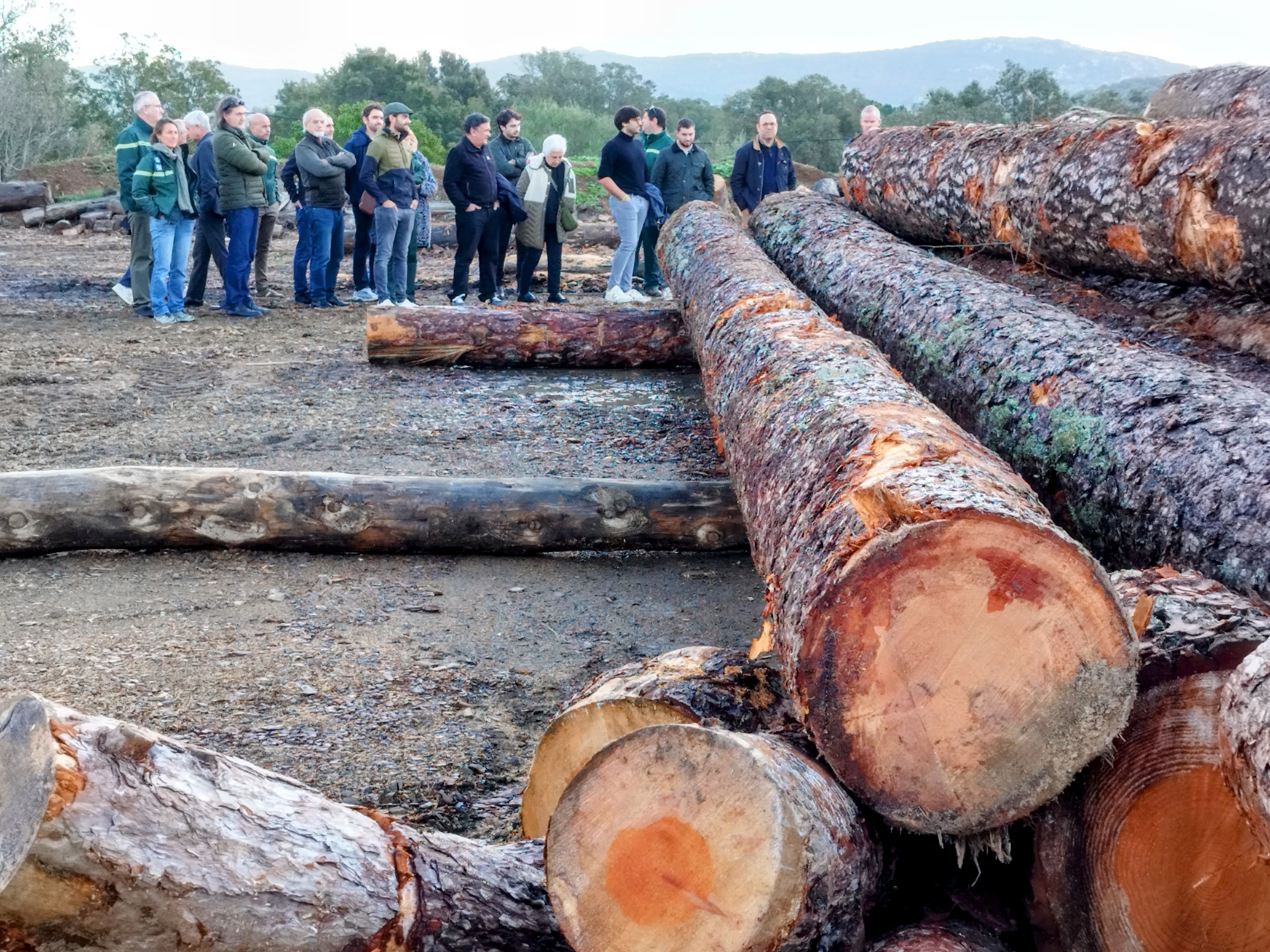 En construisant une scierie à Sotta, Delta Bois s'engage à réduire ses importations de bois tout en exploitant de manière durable les forêts insulaires.