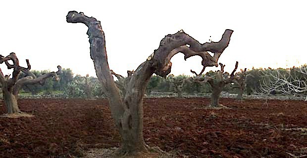 Xylella Fastidiosa : Le remède pourrait venir de… Belgique