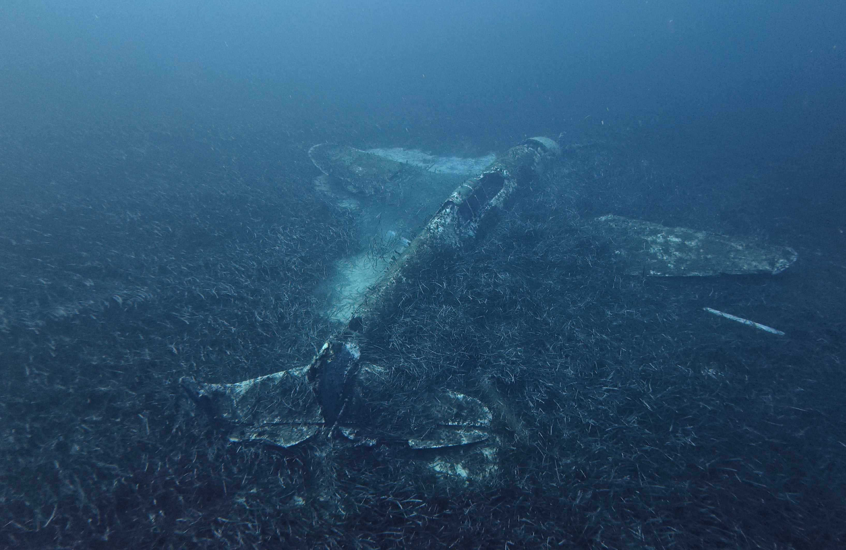 credit photo : Alain Touzet - Collectivité de Corse, Corse images sous marines
