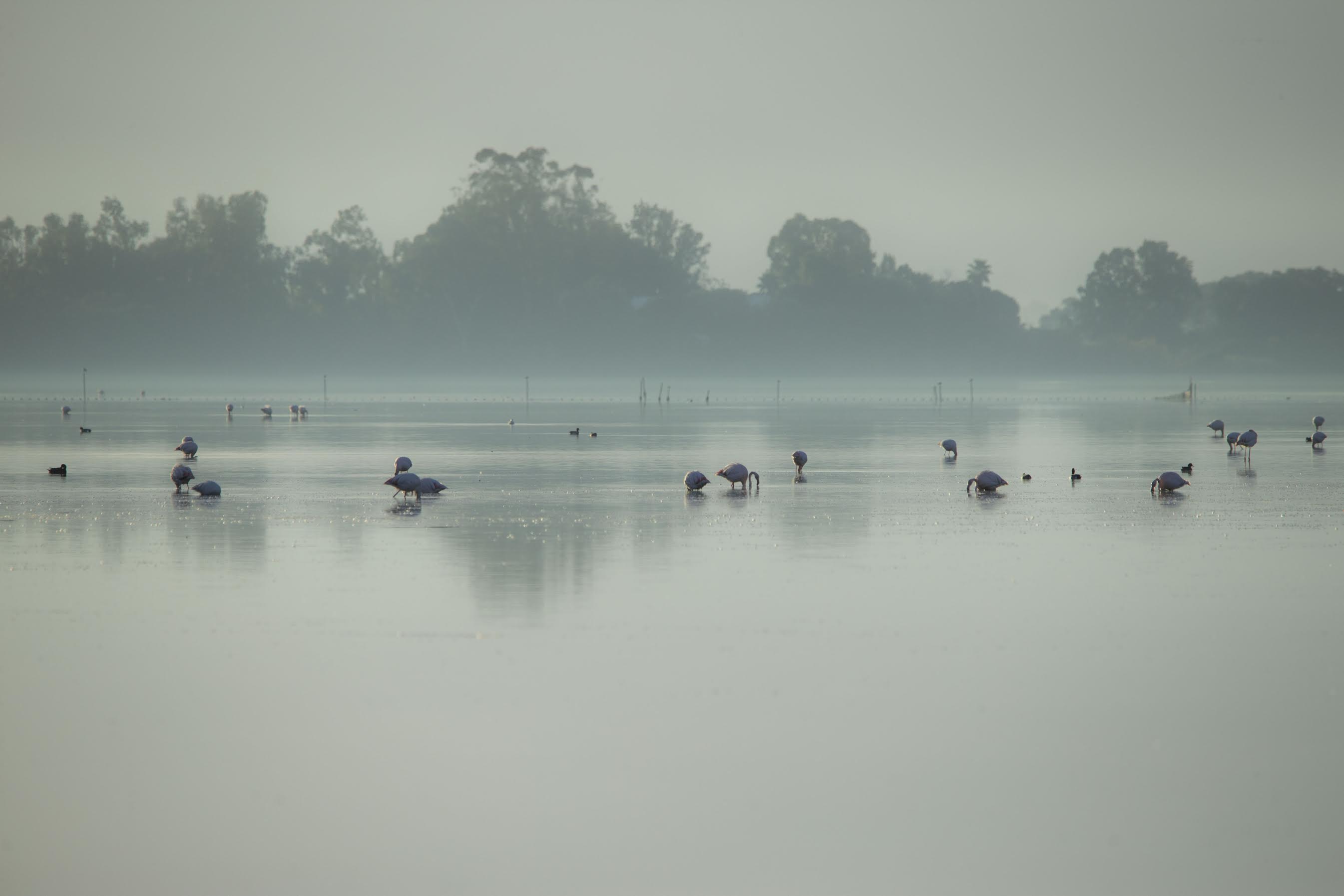 A màghjina - I flamingui di Chjurlinu