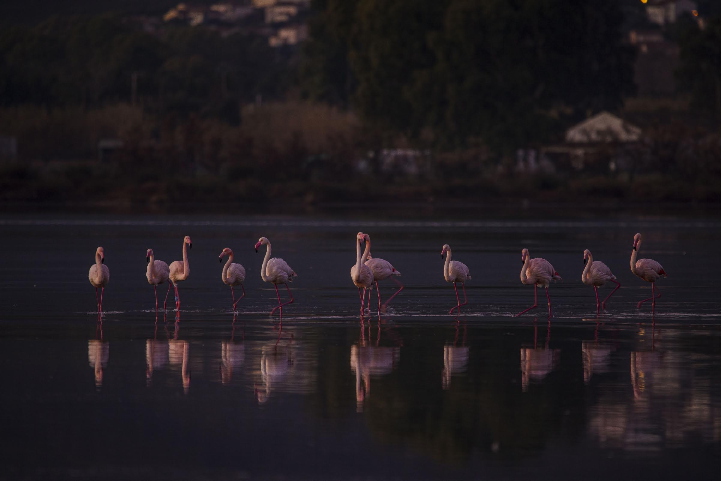 A màghjina - I belli flamingui di Chjurlinu