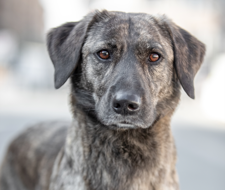 Photo : Gautier Le Roch / Centrale Canine