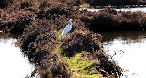 A màghjina - In i salini di Portivechju