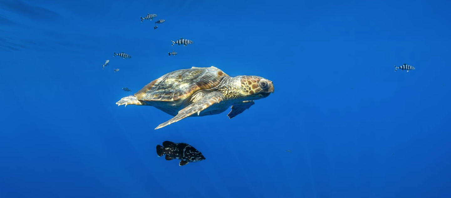 Photo : Greg Lecoeur / Parc marin du Cap Corse et de l'Agriate