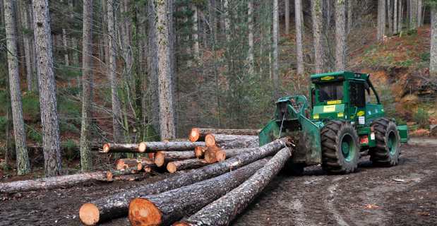Legnu Vivu : La filière forêt-bois, une filière d’avenir fortement créatrice d’emplois