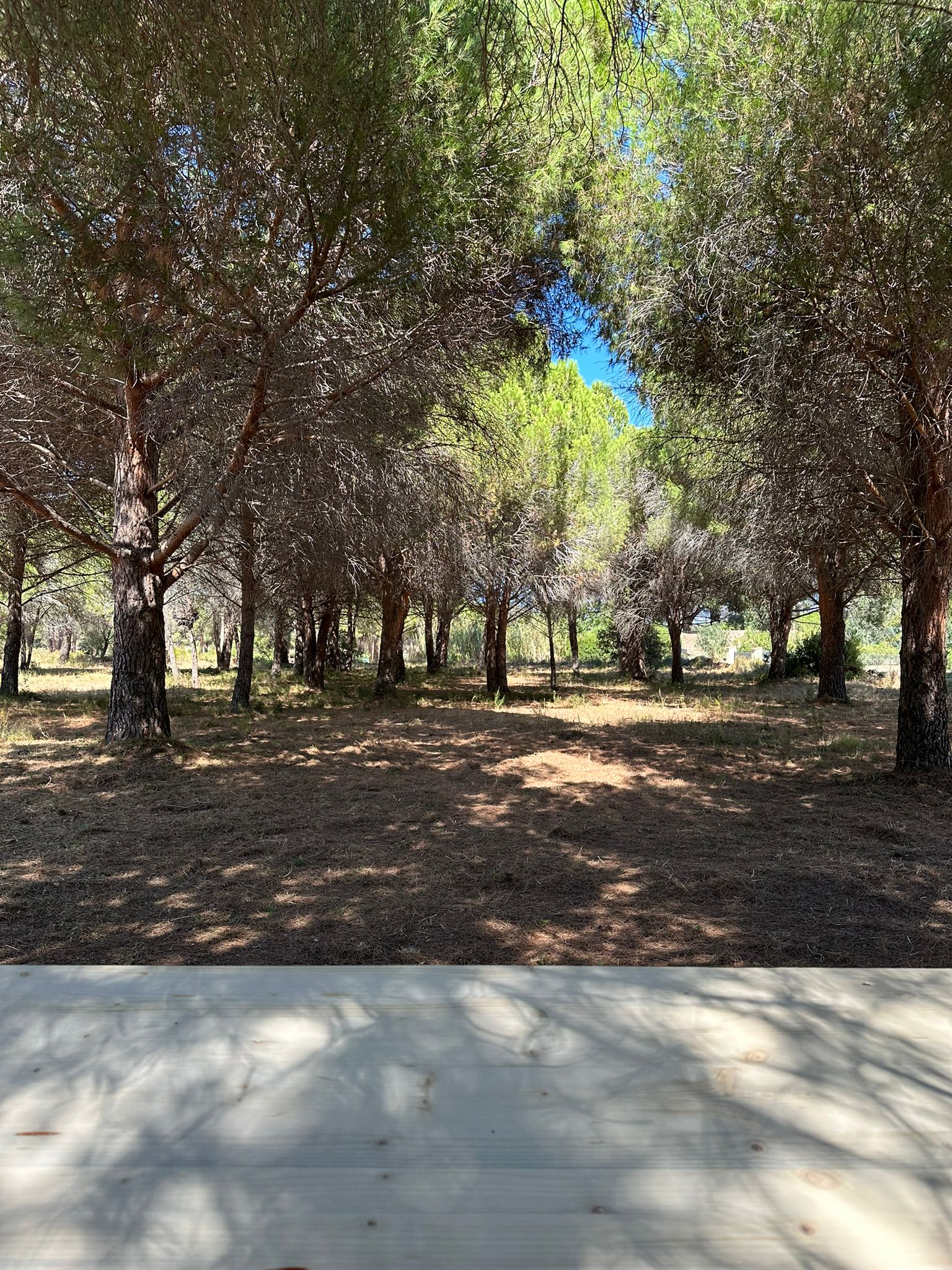 Elle donne sa pinède à la paroisse : à Calvi, un projet pour les jeunes voit le jour