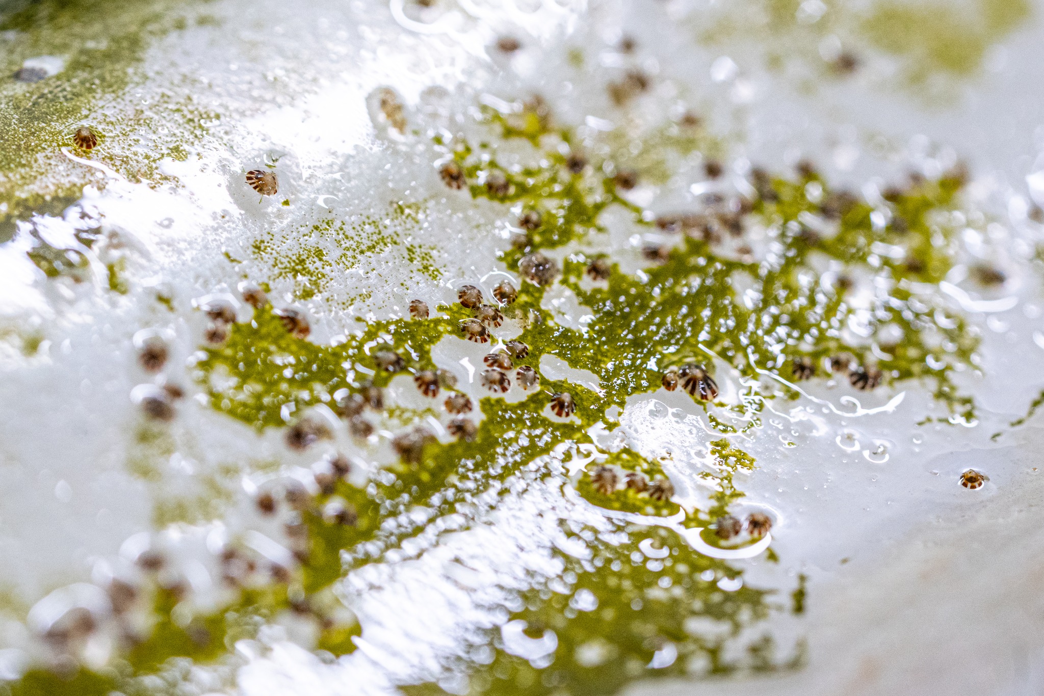 (Stella Mare - Università di Corsica/CNRS)