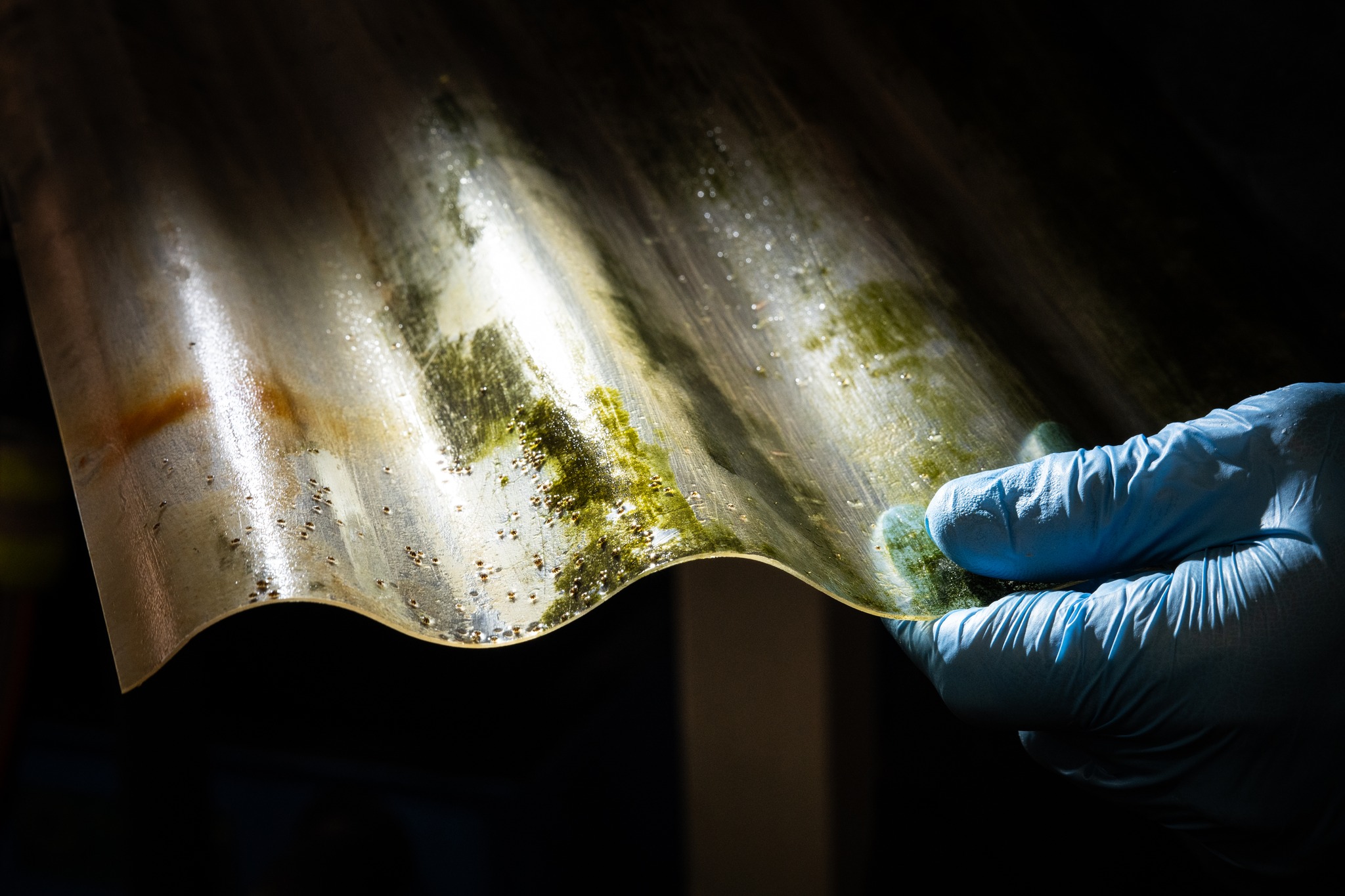 Stella Mare obtient plus de 5 000 juvéniles de patelle géante pour soutenir la restauration de l’espèce