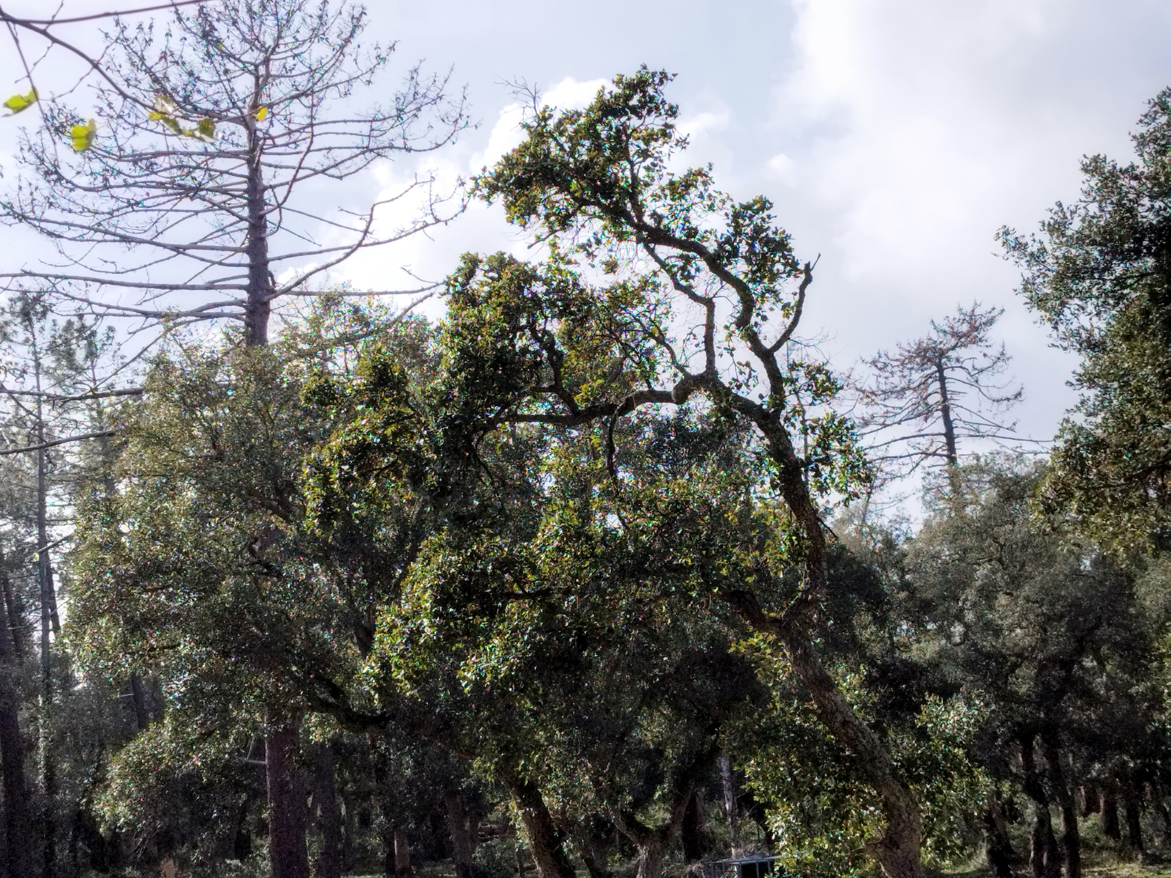 A gauche et à droite, des pins maritimes atteints par le scolyte. Leurs aiguilles ont disparu.