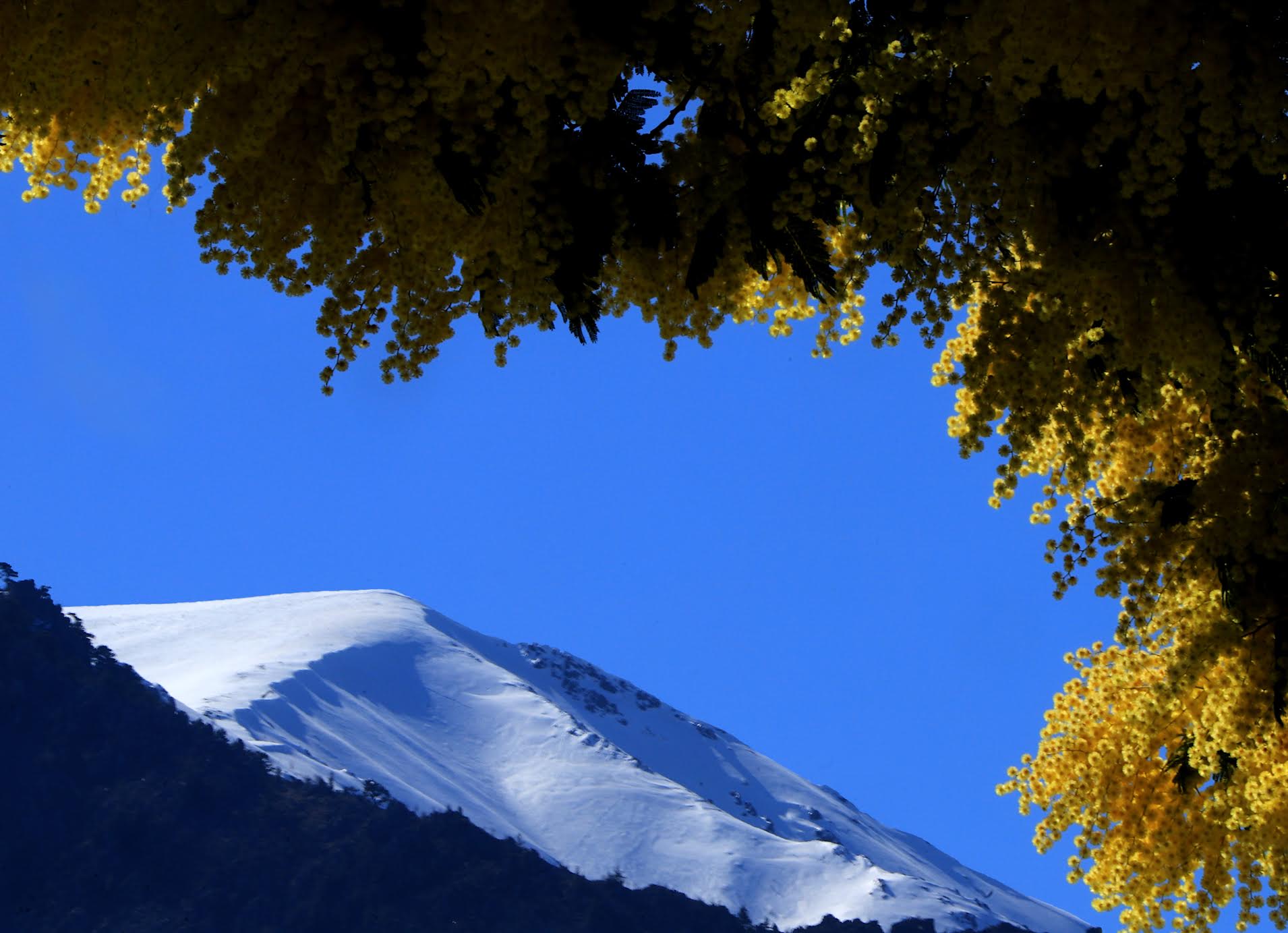 A màghjina - Trà neve è mimosa, a Lattiniccia saluta u veranu