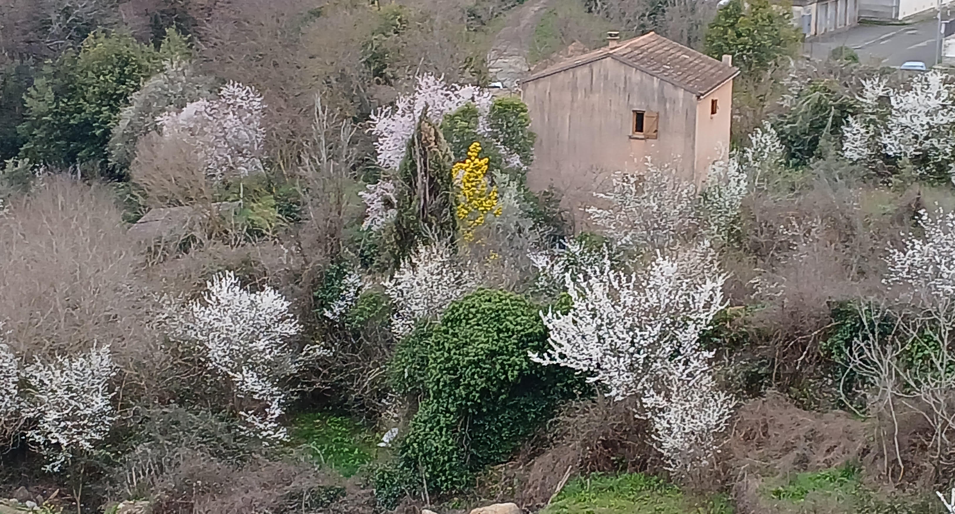 A màghjina - Sbuccia u veranu curtinese