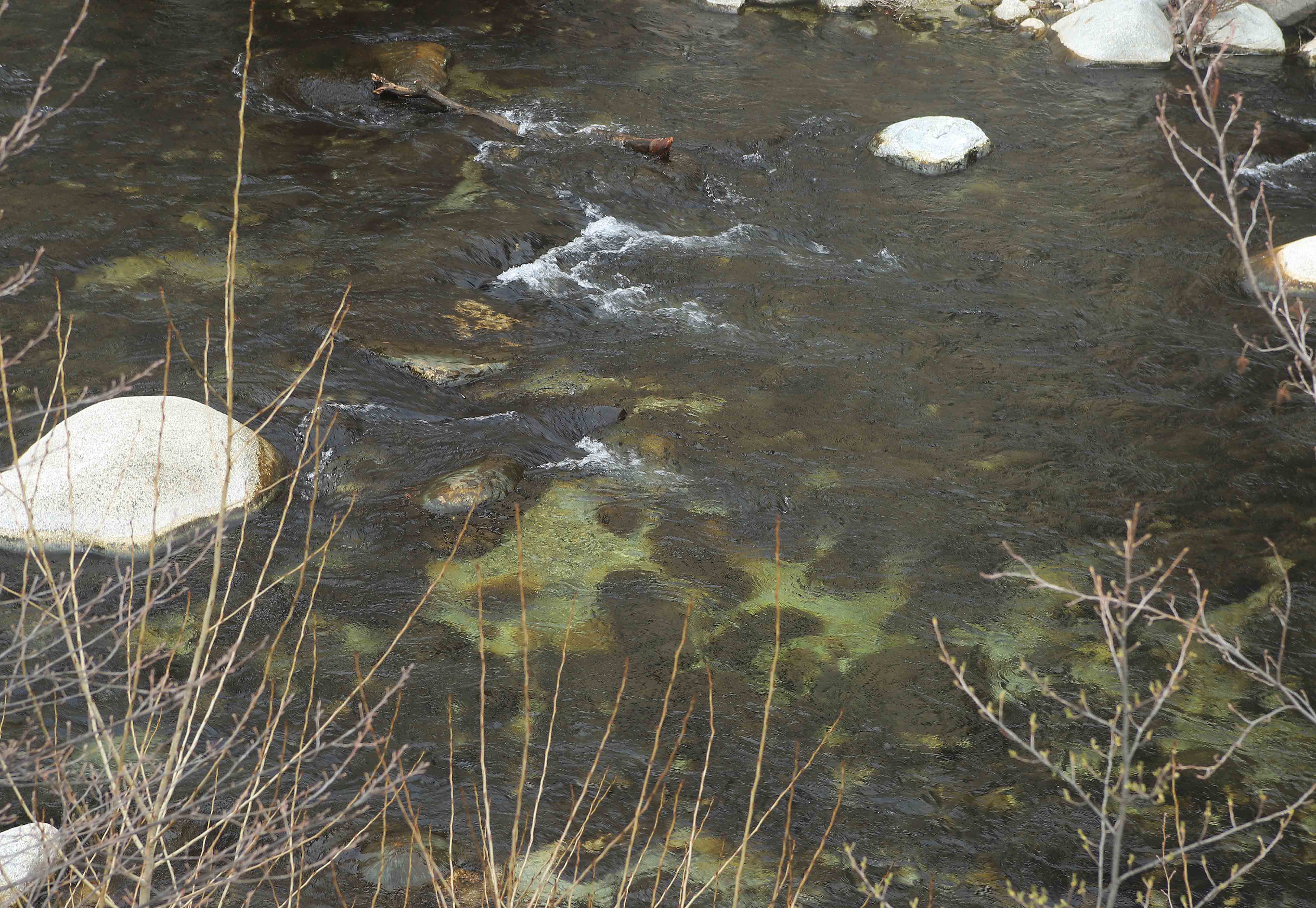 Corte : Faut-il s’inquiéter de la prolifération d’algues brunes dans nos cours d’eau ?