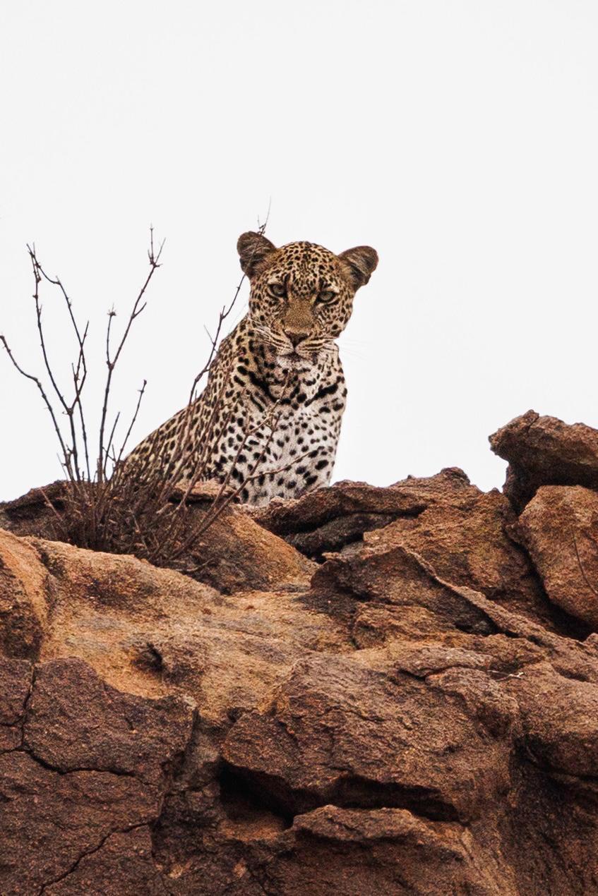 Corte : Bianchi Safaris, pour des souvenirs mémorables !