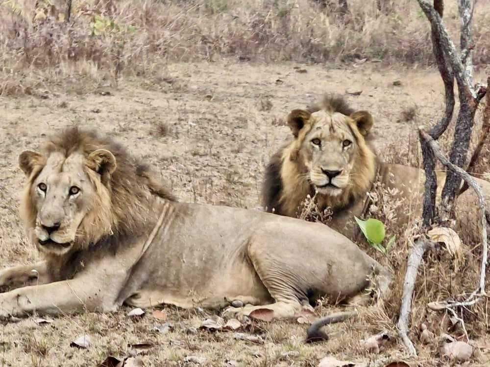 Corte : Bianchi Safaris, pour des souvenirs mémorables !