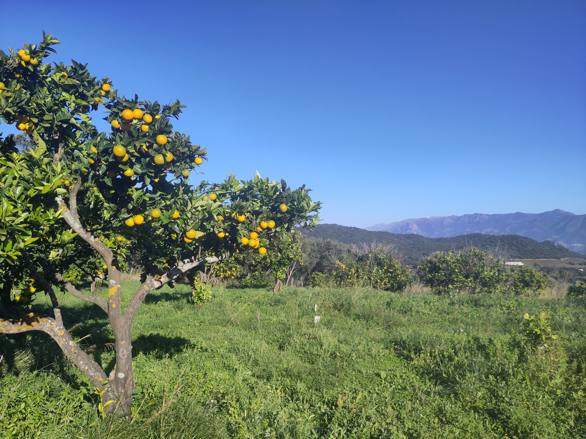 À Ajaccio, des terres privées mises au service de la nature