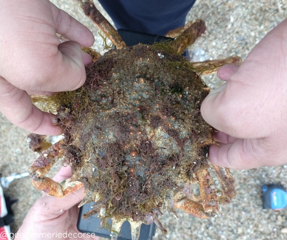 Corse-du-Sud : un pêcheur contrôlé avec une araignée de mer, espèce strictement protégée