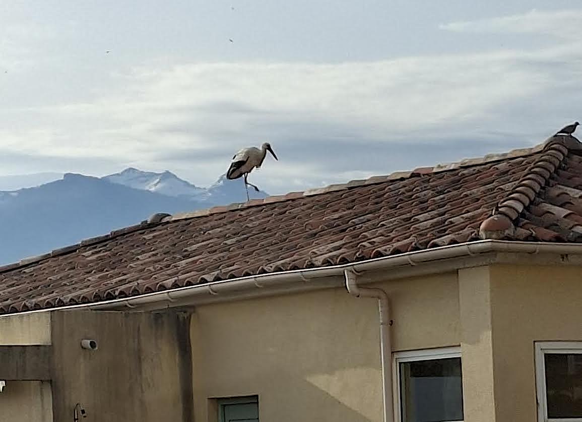 À Calvi, une cigogne blanche fait une halte remarquée sur un toit