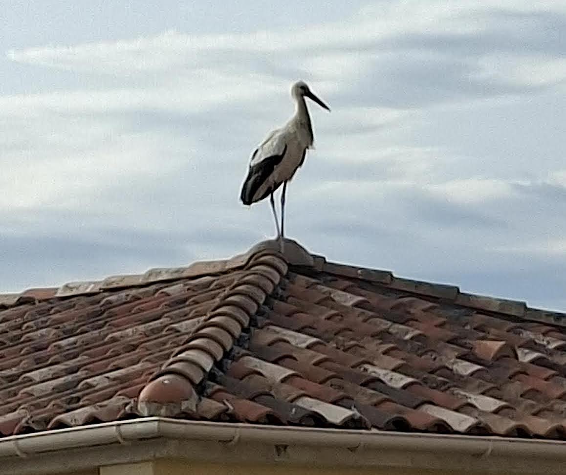 À Calvi, une cigogne blanche fait une halte remarquée sur un toit