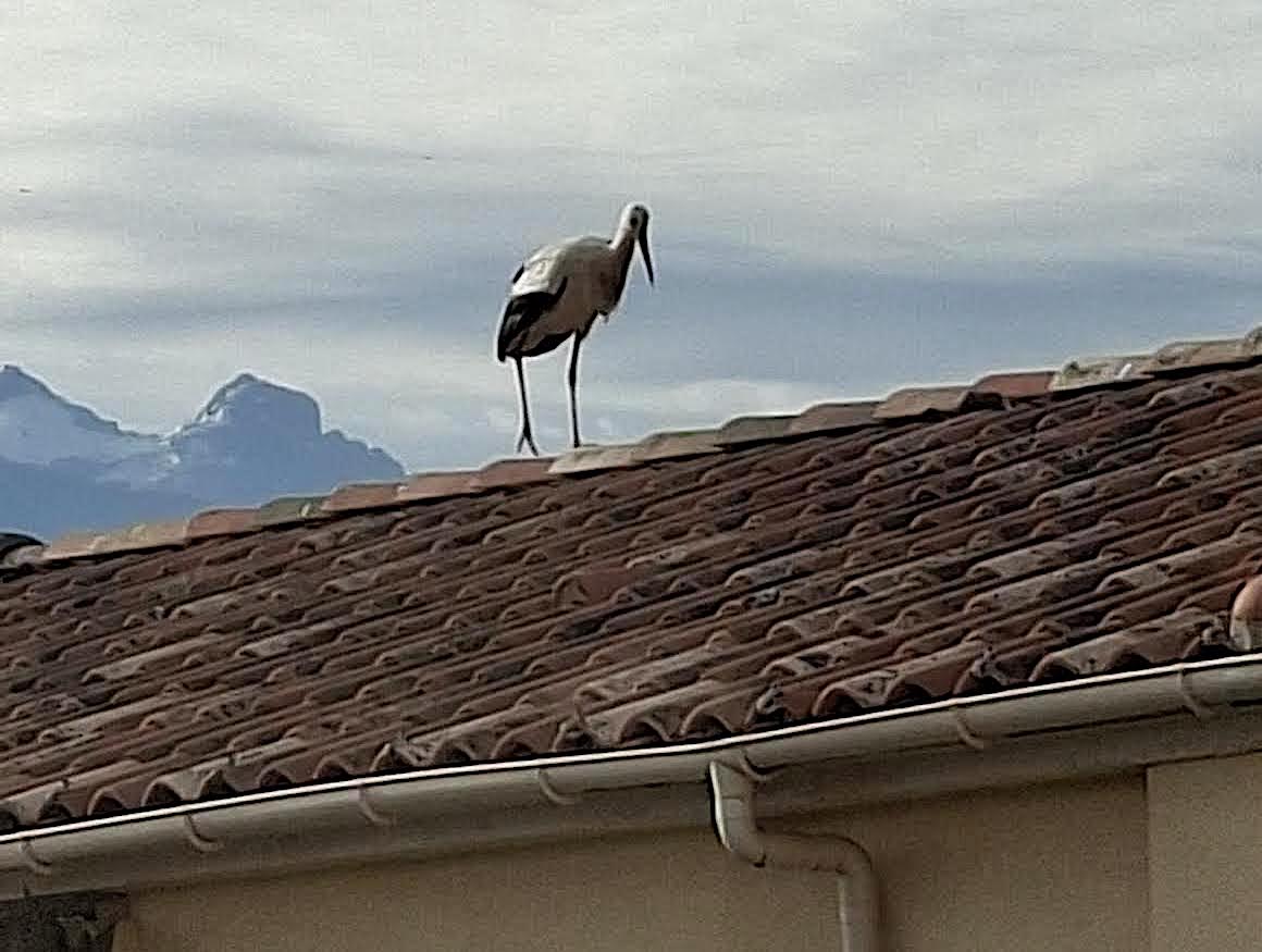 À Calvi, une cigogne blanche fait une halte remarquée sur un toit