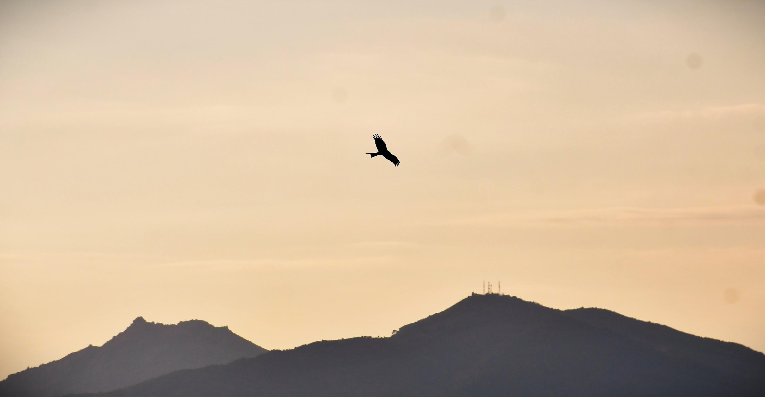 A màghjina - U filanciu, patrone di u celu ajaccinu