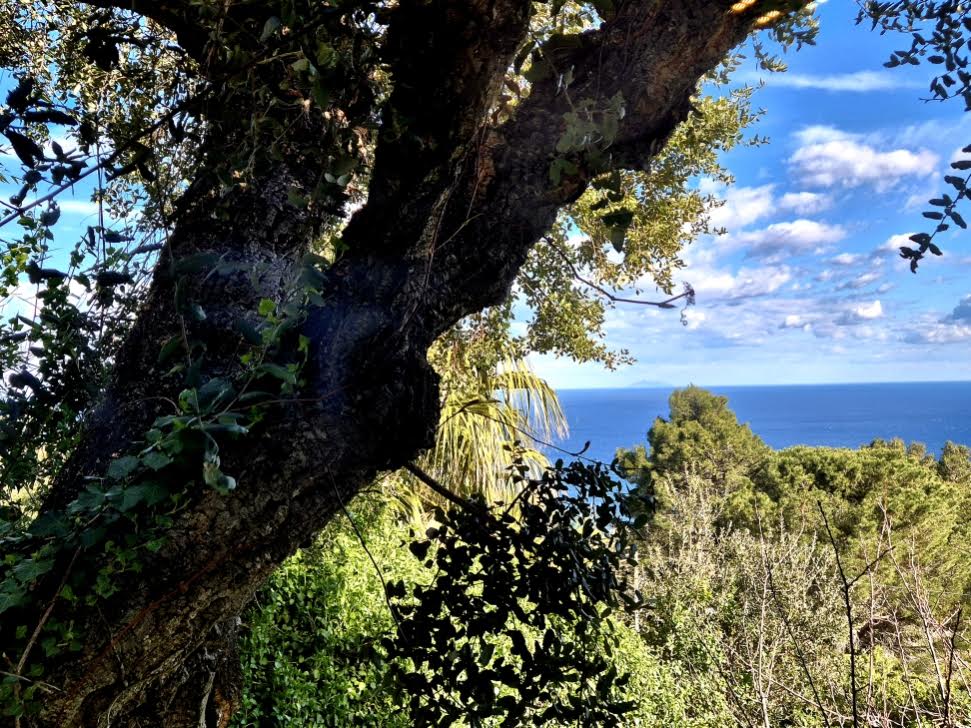 (Françoise Geronimi)