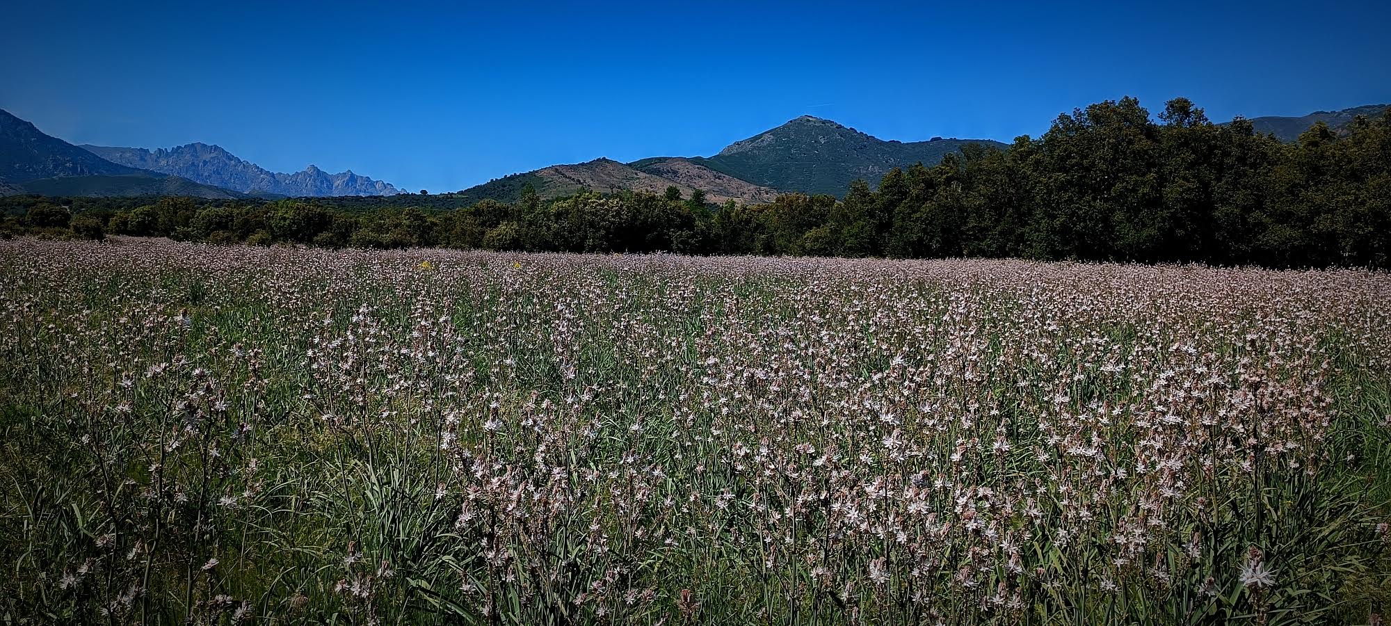 A màghjina - Campu di talavellu à l’alba